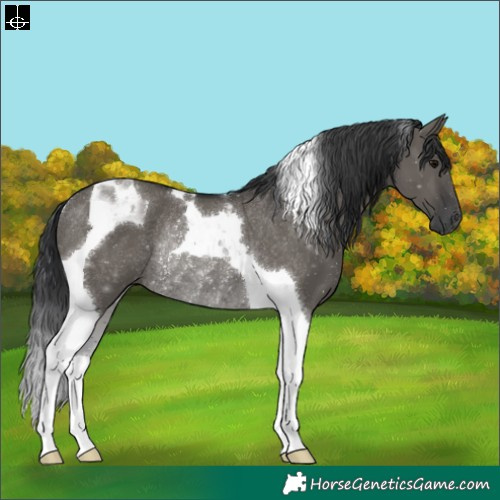 Horse Color:Grullo Tobiano Rabicano 