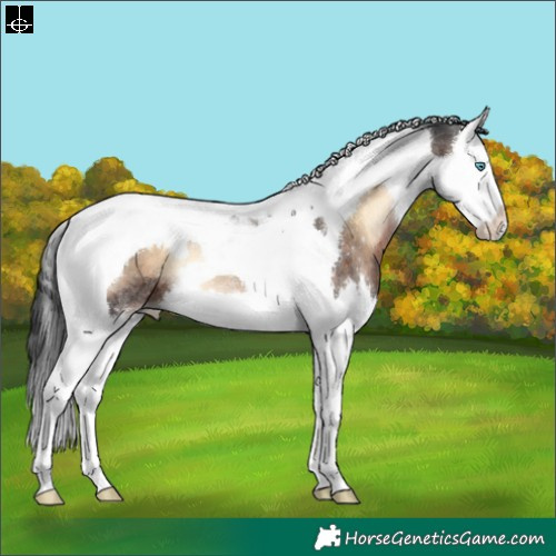 Horse Color:Brown Onyx Splash Tobiano Rabicano