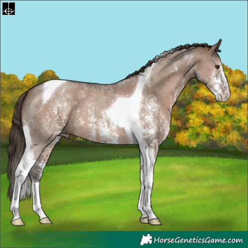Horse Color:Liver Red Dun Sabino Tobiano 