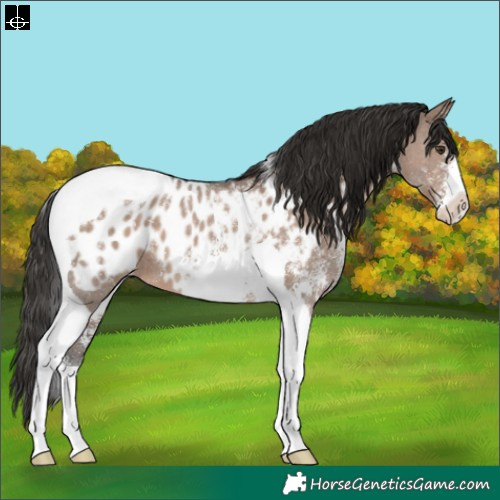 Horse Color:Liver Red Dun Sabino Tobiano Appaloosa 