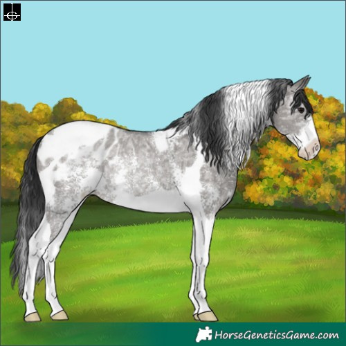 Horse Color:Grullo Ice Sabino Tobiano Appaloosa Rabicano 