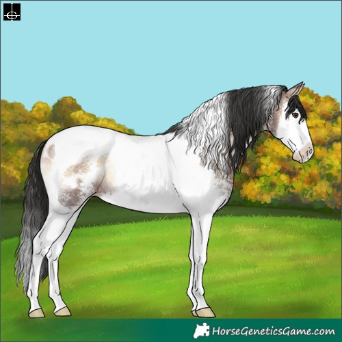 Horse Color:Liver Red Onyx Sabino Splash Tobiano Appaloosa 