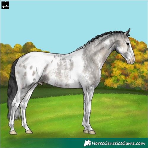 Horse Color:Blue Onyx Ice Sabino Tobiano Appaloosa