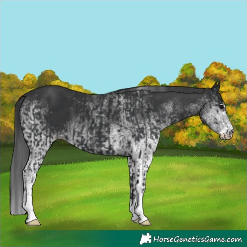 Horse Color:Black and White Spotted Black