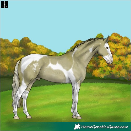 Horse Color:Watercolor Liver Red Dun Sabino Splash Tobiano Appaloosa 