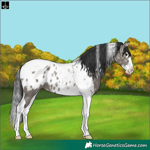 Horse Color:Grullo Ice Splash Tobiano Appaloosa Rabicano
