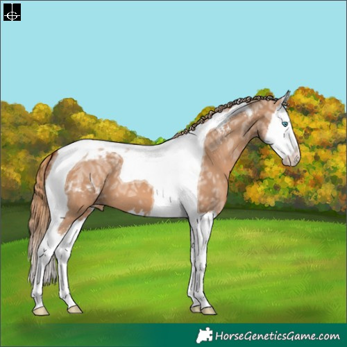 Horse Color:Red Dun Ice Sabino Splash Tobiano Appaloosa 