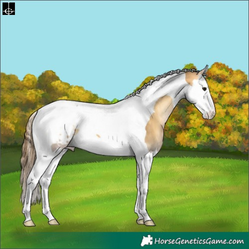 Horse Color:Buckskin Onyx Splash Tobiano Appaloosa 
