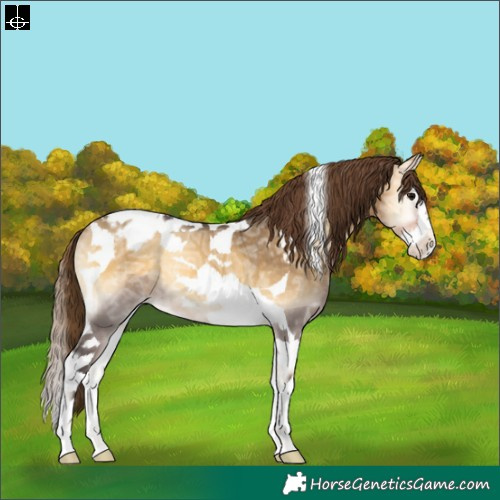 Horse Color:Buckskin Ice Onyx Splash Tobiano Appaloosa 