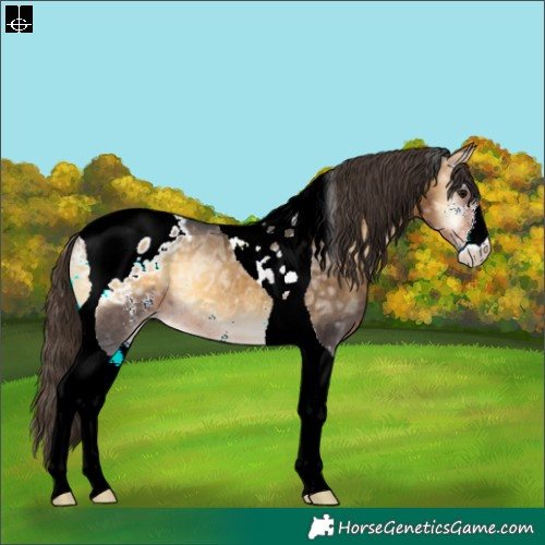 Horse Color:Buckskin Ice Onyx Sabino Tobiano Appaloosa Rabicano