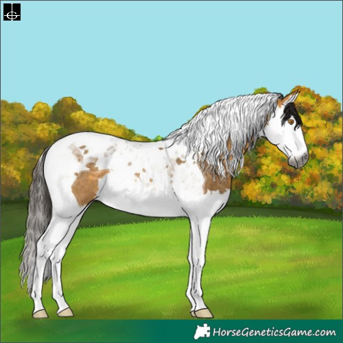 Horse Color:Gray Buckskin Dun Splash Tobiano Rabicano 