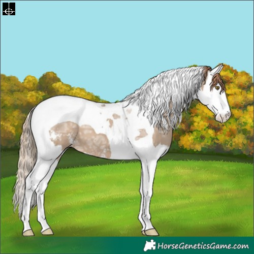 Horse Color:Liver Red Dun Ice Sabino Splash Tobiano 