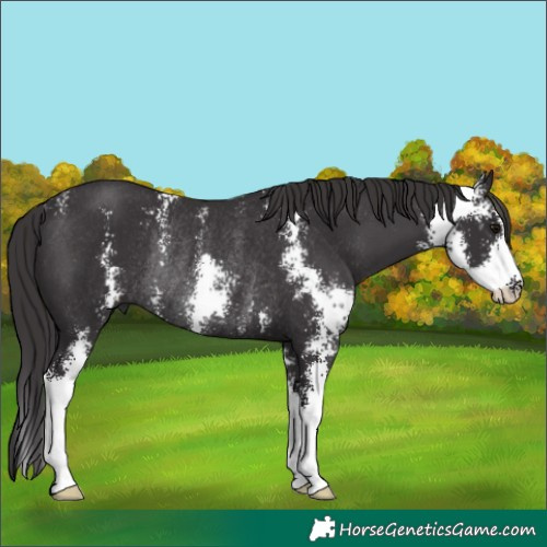 Horse Color:Smoky Black Sabino Rabicano