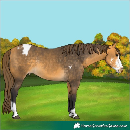 Horse Color:Buckskin Sabino Appaloosa Rabicano