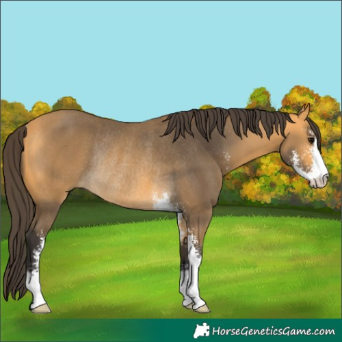 Horse Color:Buckskin Sabino Rabicano 