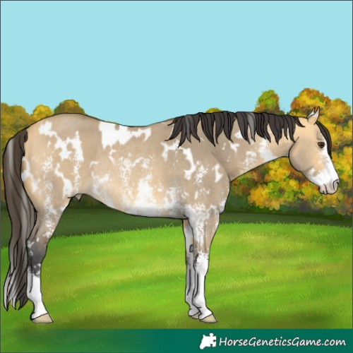 Horse Color:White Spotted Buckskin Dun Sabino Rabicano 