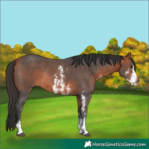 Horse Color:Bay Sabino Rabicano 
