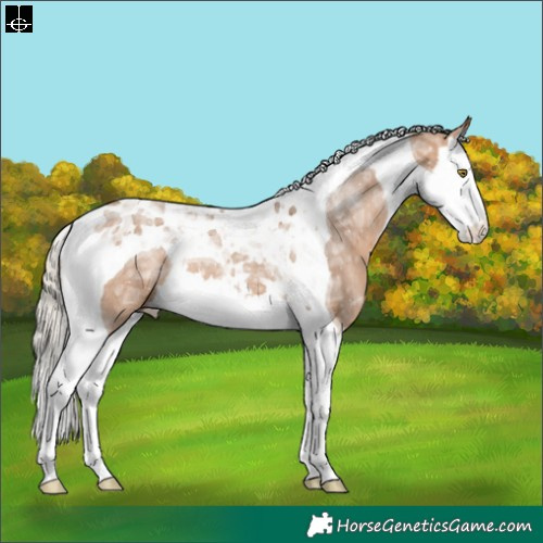 Horse Color:Silver Brown Ice Dun Splash Tobiano Rabicano 