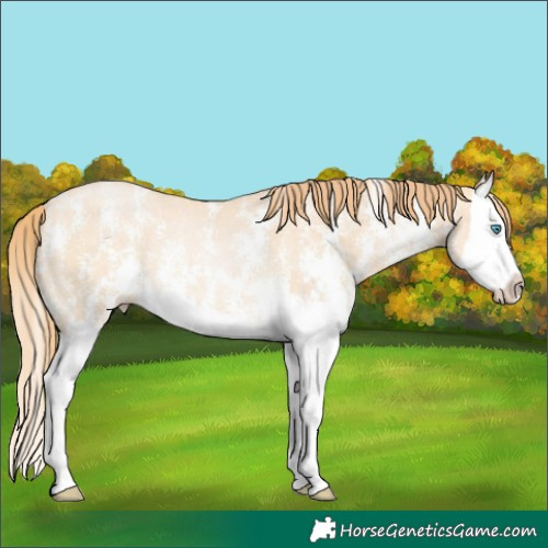 Horse Color:Buckskin Pearl Sabino Splash Rabicano 