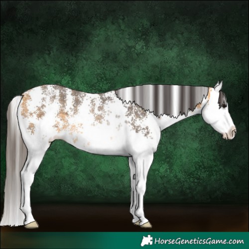 Horse Color:Buckskin Sabino Splash Rabicano 