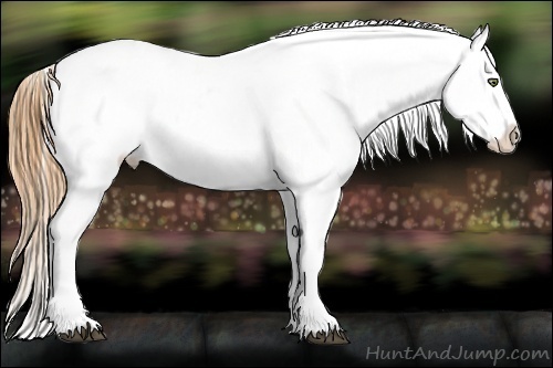 Horse Color:Black Pearl Appaloosa Rabicano 