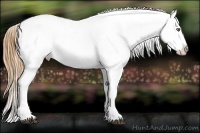 Horse Color:Black Pearl Appaloosa Rabicano 