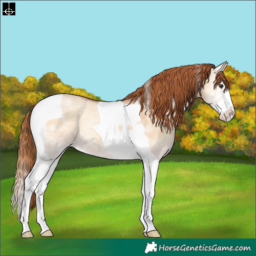 Horse Color:Red Dun Ice Onyx Sabino Splash Tobiano Appaloosa Rabicano