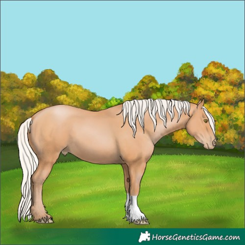 Horse Color:Silver Bay Pearl 