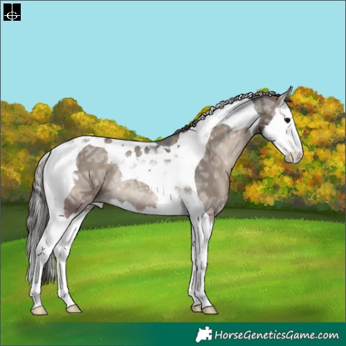 Horse Color:Grullo Ice Onyx Splash Tobiano Varnish Rabicano 