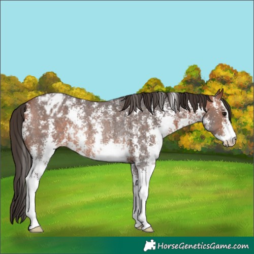 Horse Color:Bay Sabino Appaloosa Rabicano