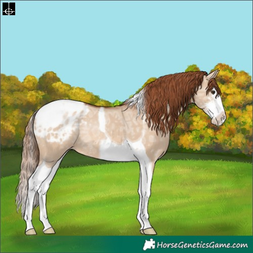 Horse Color:Red Dun Ice Sabino Splash Tobiano Appaloosa Rabicano 