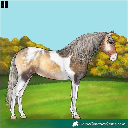 Horse Color:Silver Buckskin Ice Onyx Tobiano Appaloosa Rabicano