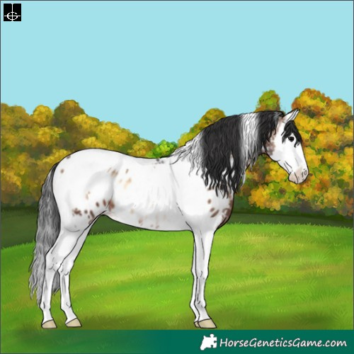 Horse Color:Brown Ice Onyx Splash Tobiano Near Leopard Rabicano 