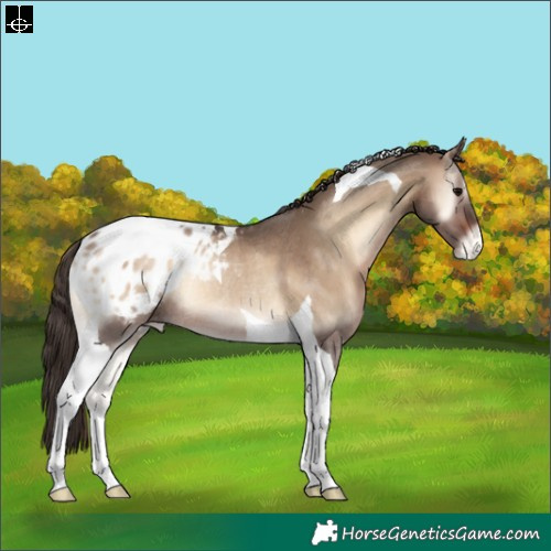 Horse Color:Brown Onyx Tobiano Appaloosa Rabicano