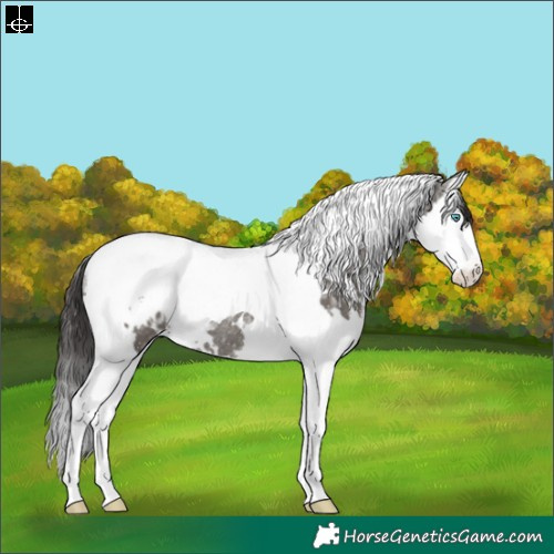 Horse Color:White Spotted Grullo Ice Splash Tobiano Appaloosa Rabicano