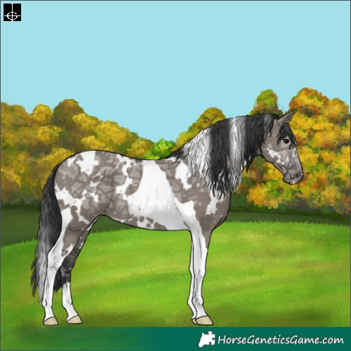 Horse Color:White Spotted Grullo Ice Tobiano Appaloosa Rabicano