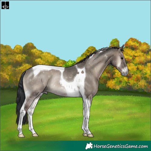 Horse Color:Grullo Onyx Tobiano Rabicano 