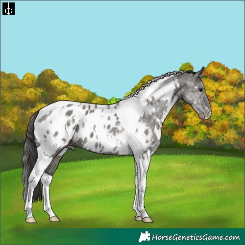 Horse Color:White Spotted Grullo Ice Tobiano Blanket