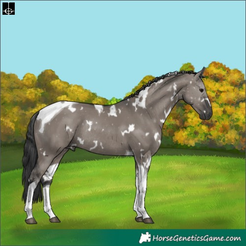 Horse Color:White Spotted Grullo Tobiano Rabicano 