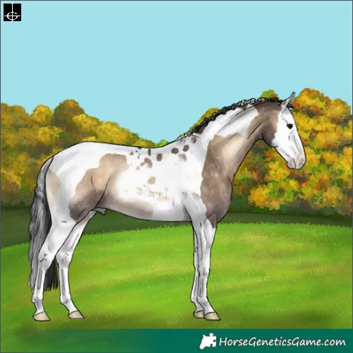 Horse Color:Brown Onyx Splash Tobiano Rabicano