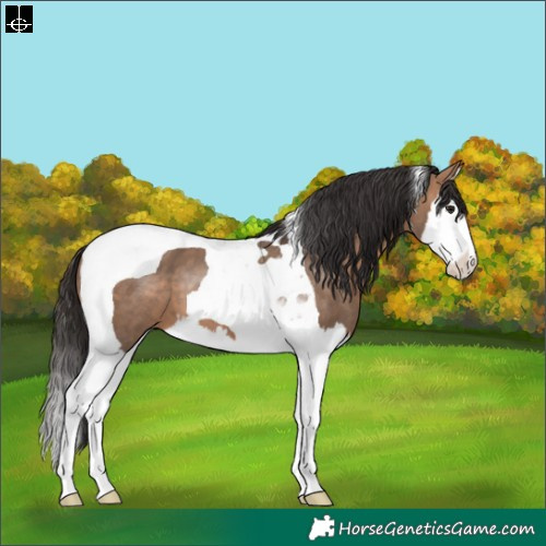 Horse Color:Bay Dun Splash Tobiano 