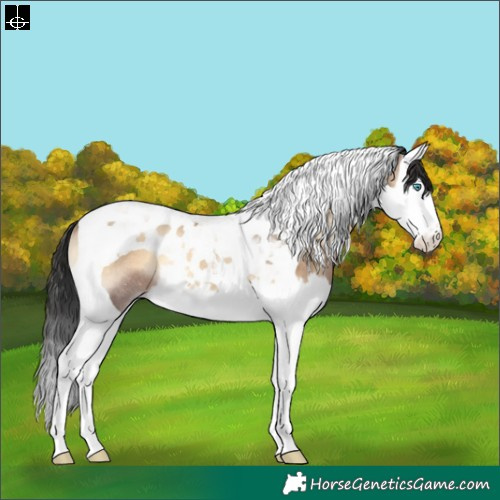 Horse Color:Brown Onyx Splash Tobiano Rabicano 