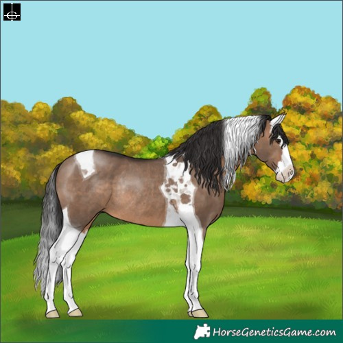 Horse Color:Brown Dun Splash Tobiano Rabicano 