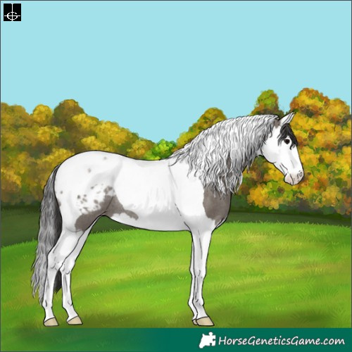 Horse Color:Grullo Splash Tobiano Appaloosa Rabicano 