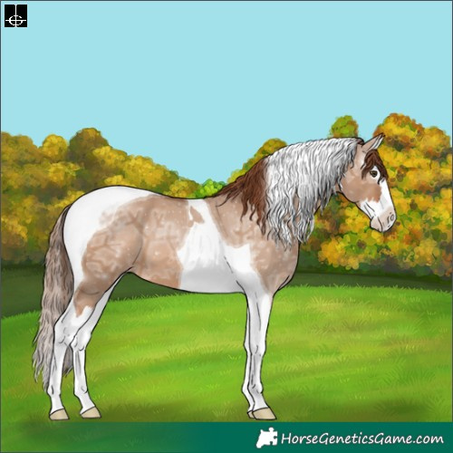 Horse Color:Red Dun Ice Splash Tobiano