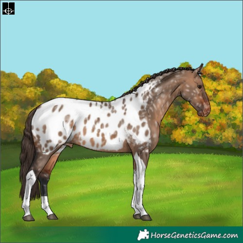Horse Color:Bay Ice Dun Tobiano Appaloosa 