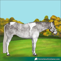 Horse Color:Gray White Spotted Silver Black Tobiano