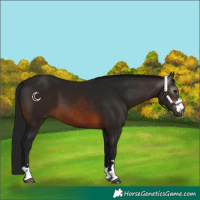 Horse Color:Gray Brown