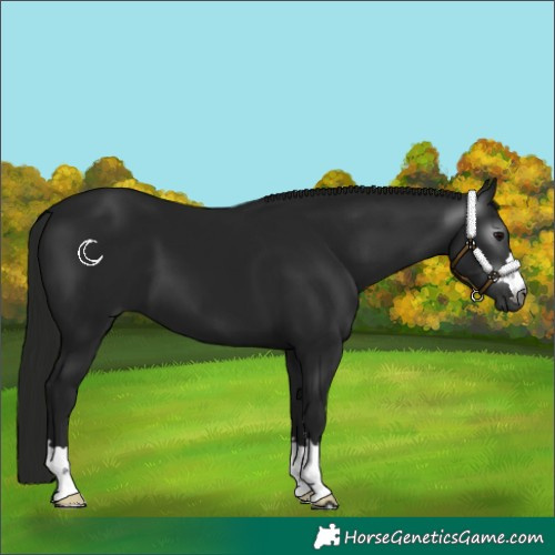 Horse Color:Gray Black