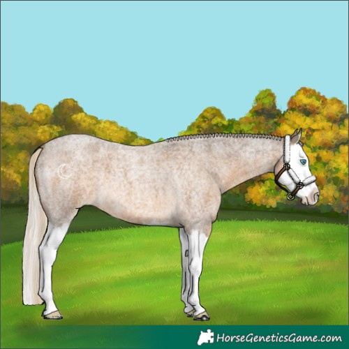 Horse Color:Chocolate Palomino Roan Splash